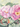 Pink Roses